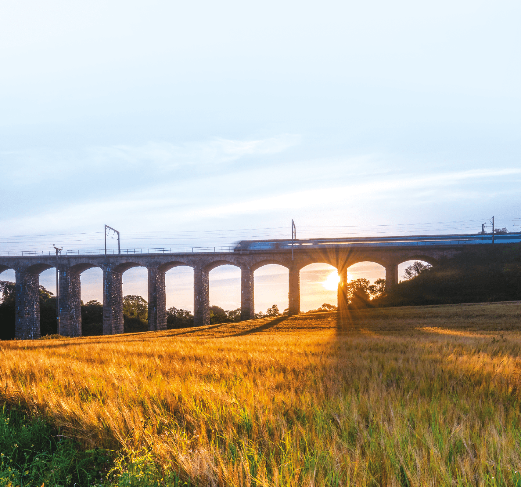 A golden crop of barley below the railway viaduct with motion blurred train at Lesbury, as the River Aln approaches the North Sea at Alnmouth