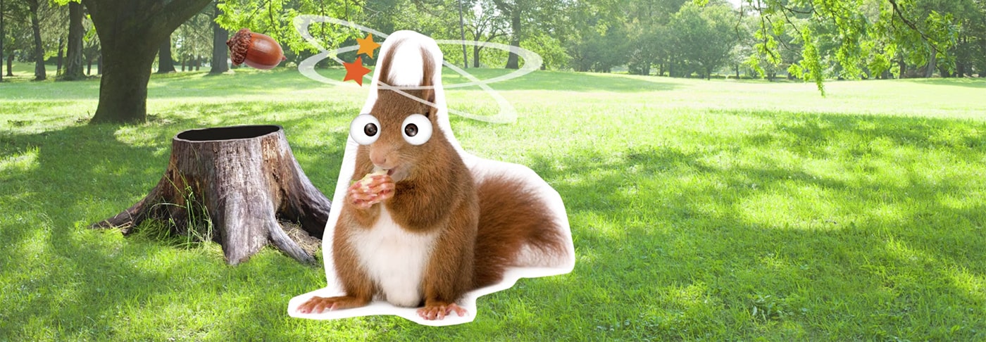 confused squirrel eating nut