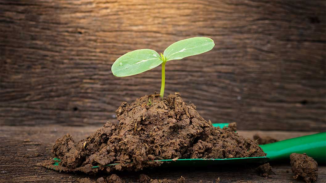 A pile of soil with a plant growing out of it